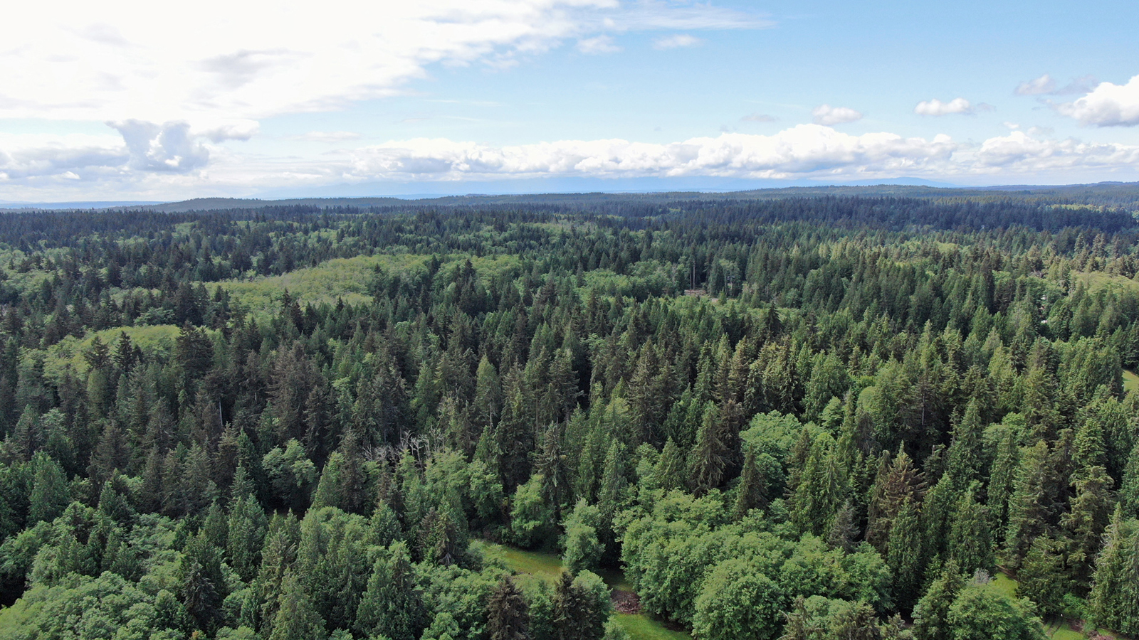 An oblique view of a North Puget Sound forest