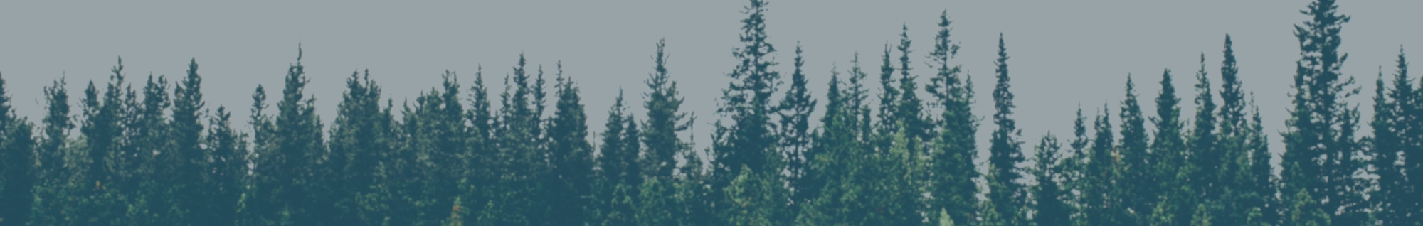 Whidbey forest