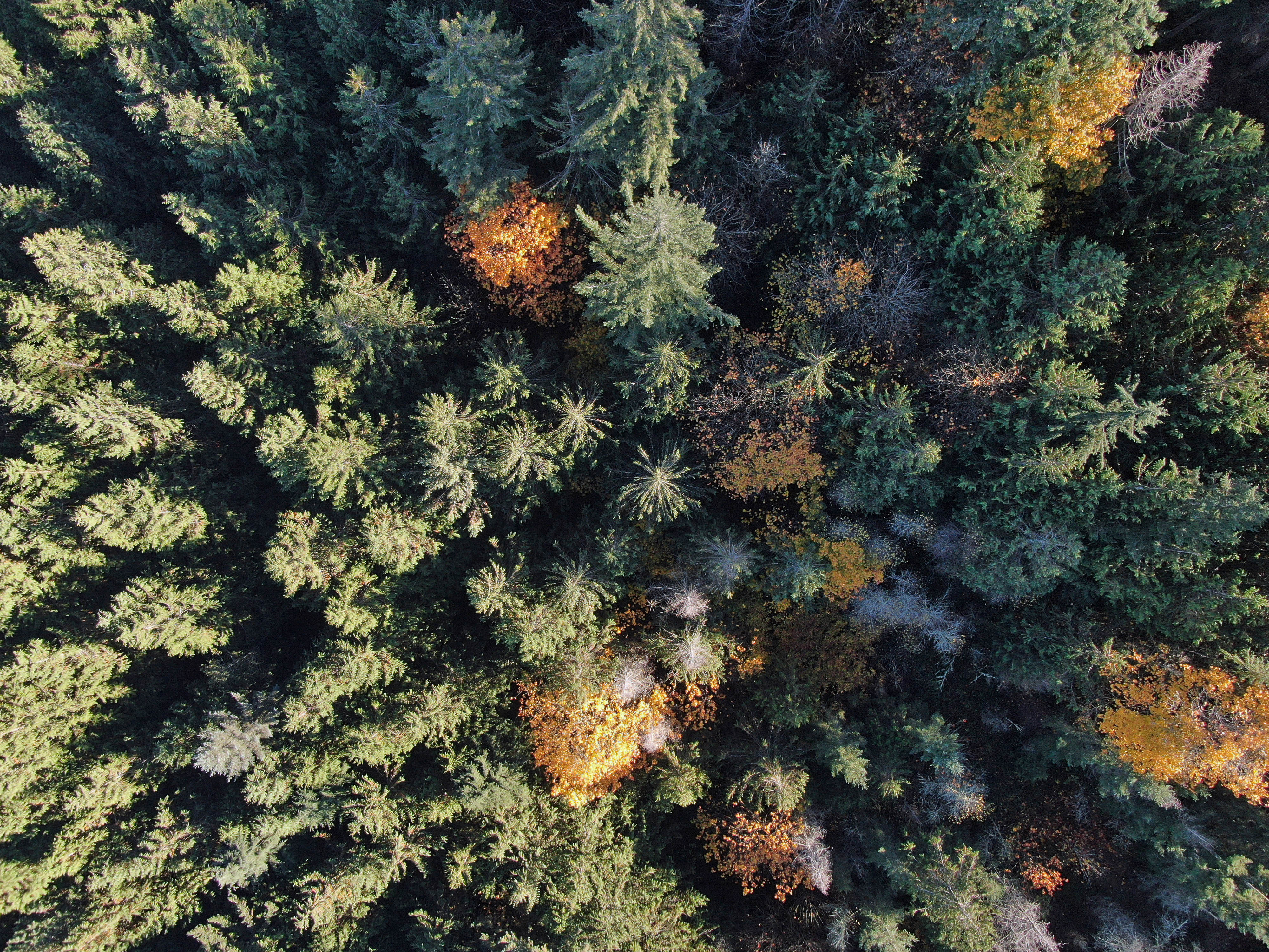 A drone image of a conifer forest stand