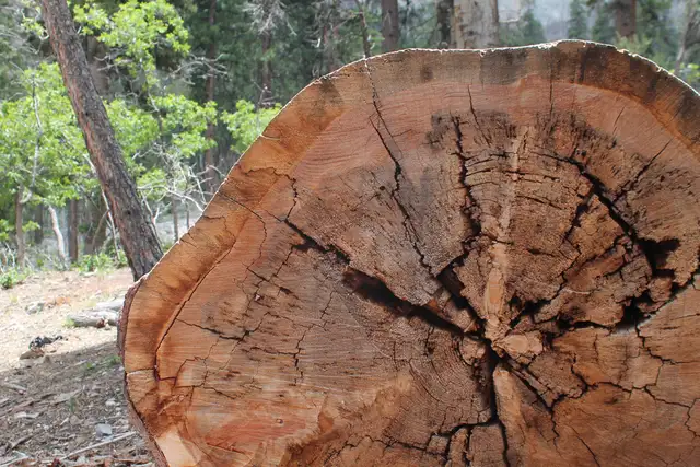 The cut end of a log