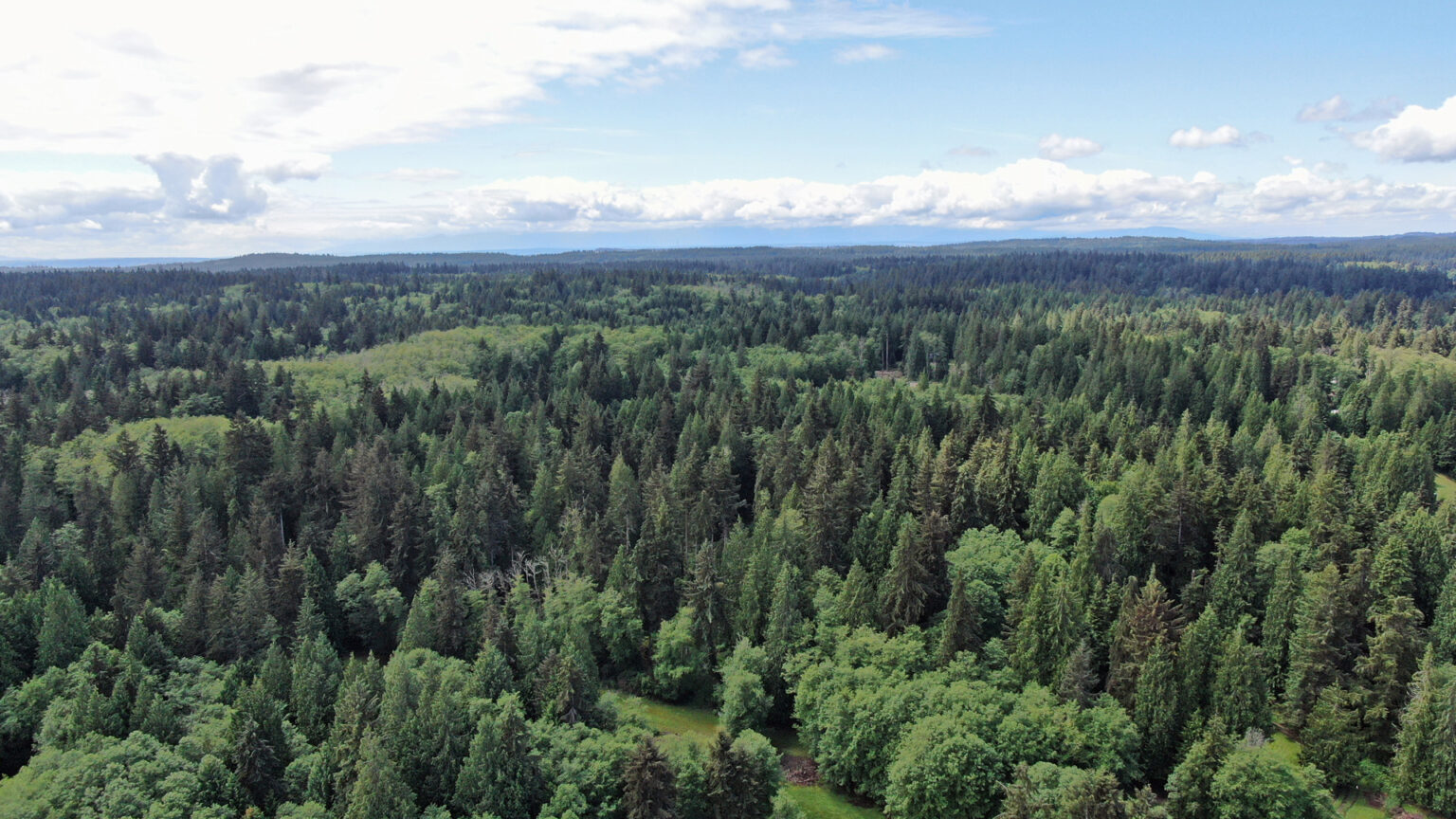 Healthy forest stand in North Puget Sound