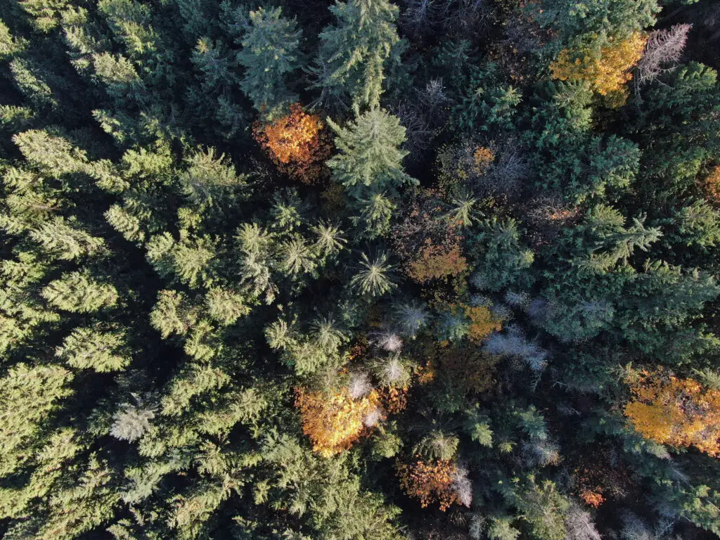 Forest health assessment using drone imagery